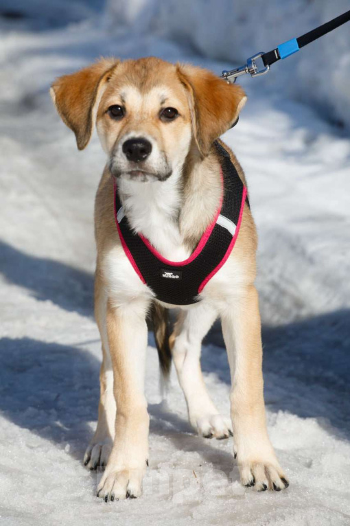Собаки в Москве: Лилуша ищет дом Девочка, Бесплатно - фото 1