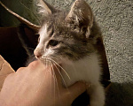 Кошки в Краснодаре: Ищем добрые и ответственные руки для котёнка 🐾 Мальчик, Бесплатно - фото 5