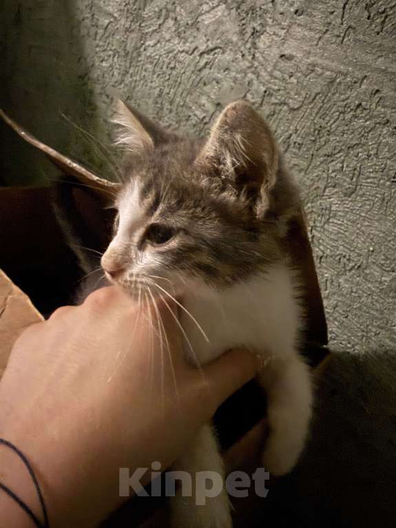 Кошки в Краснодаре: Ищем добрые и ответственные руки для котёнка 🐾 Мальчик, Бесплатно - фото 5