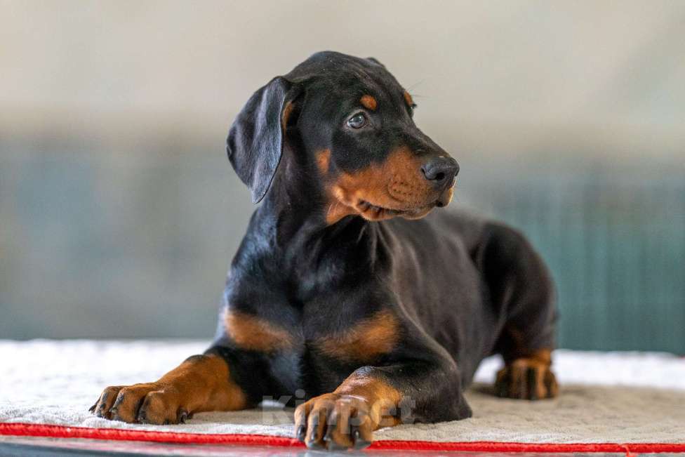 Собаки в Москве: Перспективные щенки добермана Мальчик, 80 000 руб. - фото 4