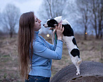 Собаки в Москве: Маленькая собачка, 3 кг в добрые руи Девочка, Бесплатно - фото 3