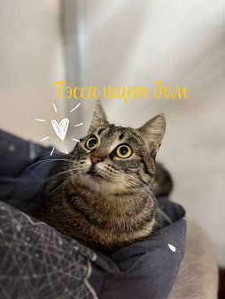 Кошка в добрые руки