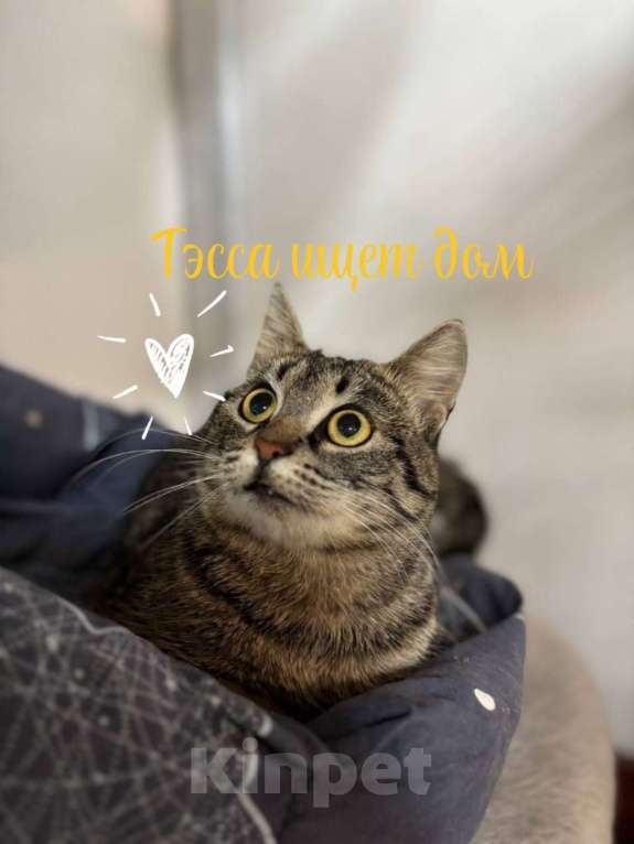 Кошки в Санкт-Петербурге: Кошка в добрые руки Девочка, Бесплатно - фото 1