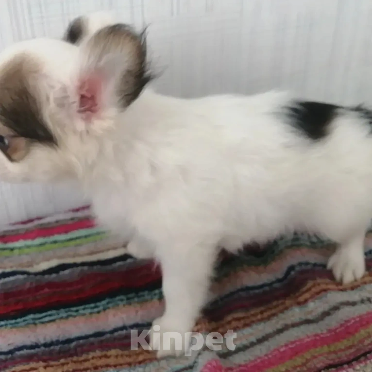 Собаки в Москве: Мальчик белый с соболем.  Мальчик, 20 руб. - фото 3