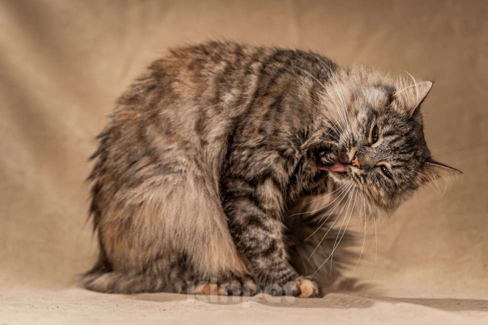 Кошки в Клине: Лилу — пушистое сокровище Девочка, Бесплатно - фото 8