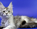 Кошки в Москве: Котенок мейн кун Девочка, Бесплатно - фото 5