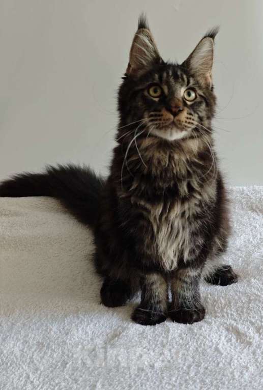 Кошки в Чайковском: Мальчик Мейн кун.  MCO окрас-n23  Мальчик, 45 000 руб. - фото 5