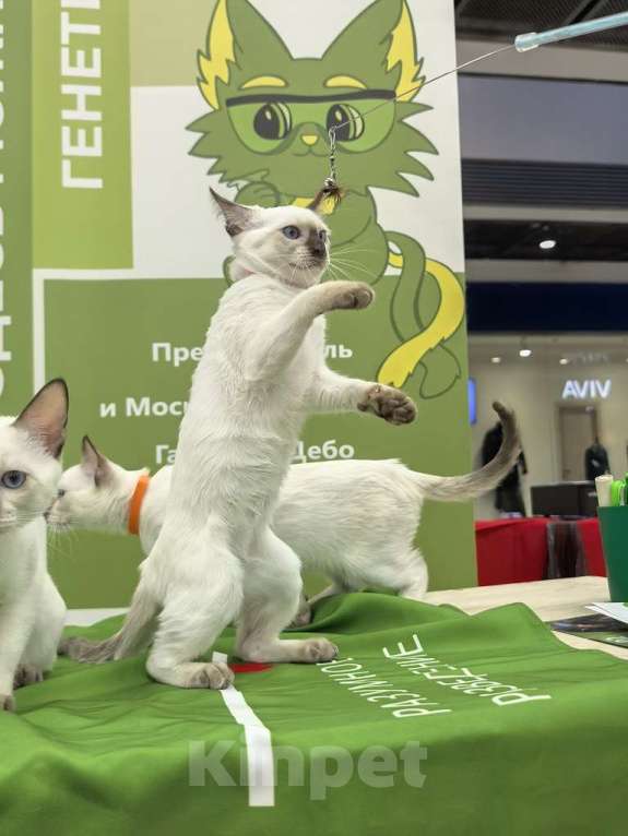 Кошки в Москве: Loretta Gamlet Девочка, 60 000 руб. - фото 5