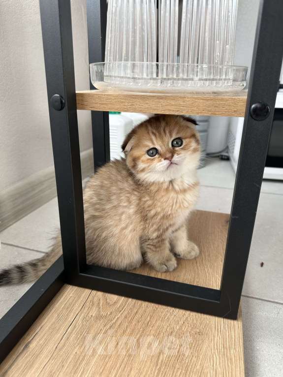 Кошки в Москве: Мальчик вислоухий Мальчик, 30 000 руб. - фото 2