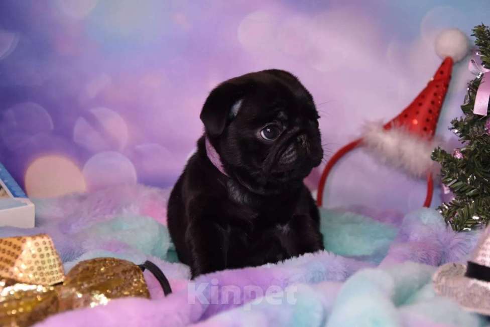 Собаки в Ростове-на-Дону: Щенки мопса  Мальчик, 60 000 руб. - фото 1