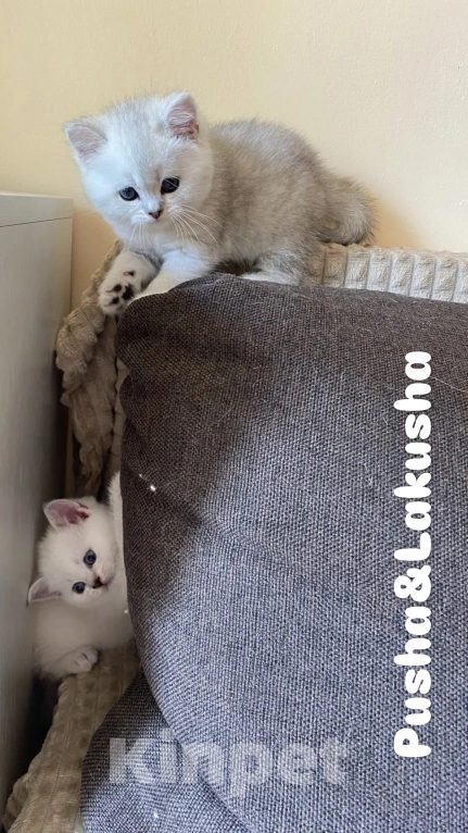 Кошки в Москве: Шотландский прямоухий котенок серебристая шиншилла Девочка, Бесплатно - фото 10