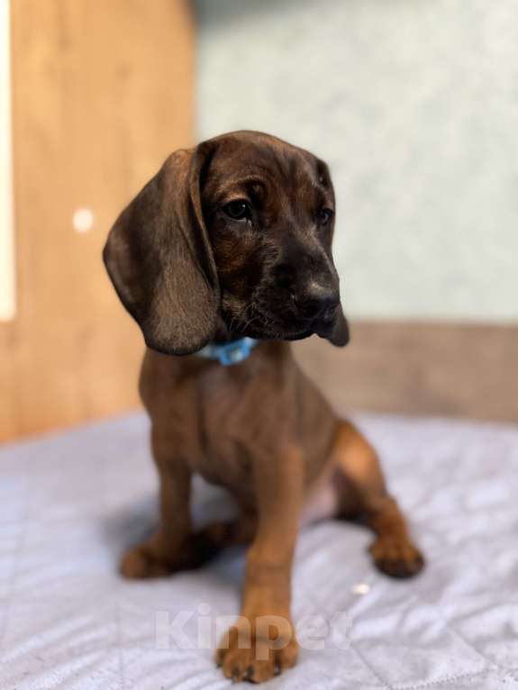 Собаки в Санкт-Петербурге: Щенок редкой породы Баварской горной гончей Мальчик, 75 000 руб. - фото 6