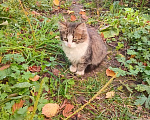 Кошки в Москве: Котенок Пушинка ищет дом Девочка, Бесплатно - фото 10
