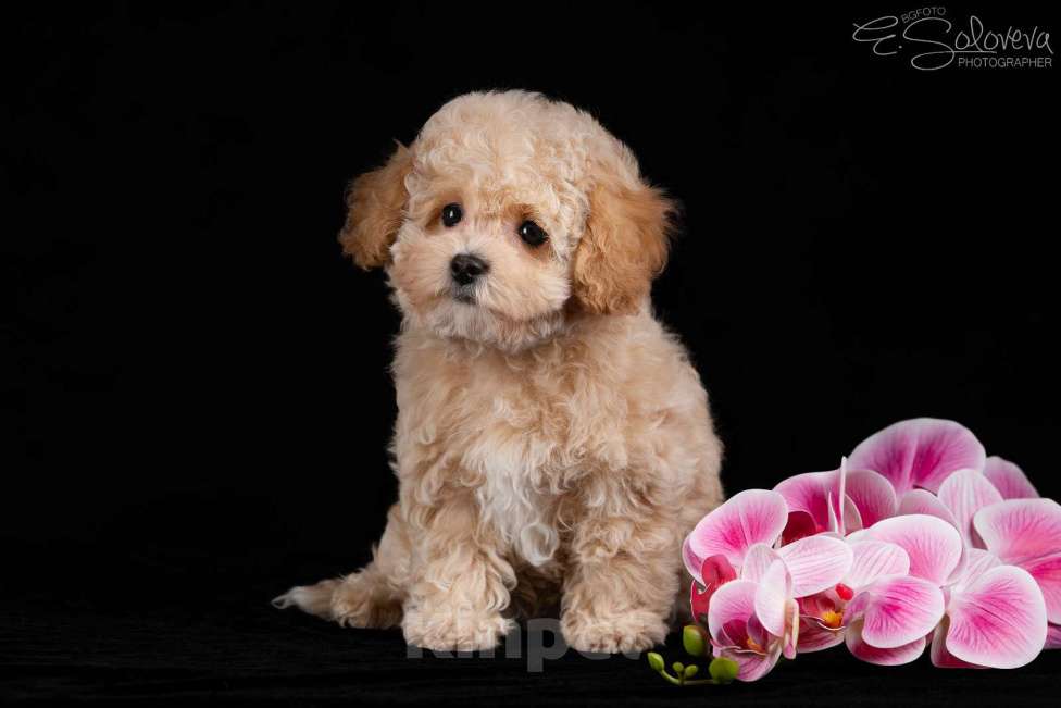 Собаки в Санкт-Петербурге: Щенки мальтипу Девочка, 120 000 руб. - фото 3