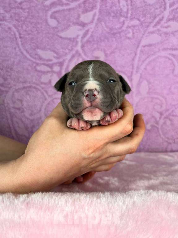 Собаки в Москве: Шикарная девочка амстаффа Девочка, 140 000 руб. - фото 3