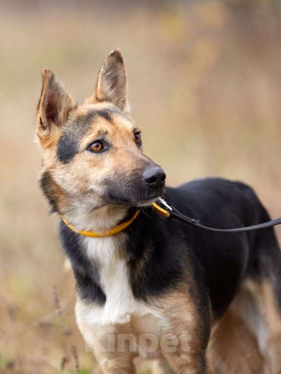 Собаки в Москве: Джеки. Хрупкая девочка Девочка, 1 руб. - фото 2