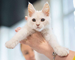 Кошки в Долгопрудном: Крем на серебре мейн-кун  Мальчик, 60 000 руб. - фото 2