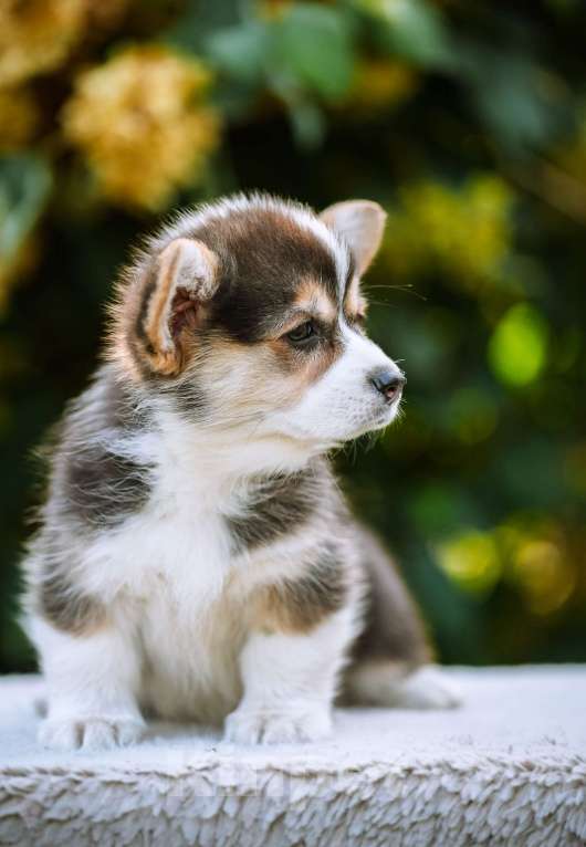 Собаки в Новосибирске: Вельш Корги Пемброк Динь-Динь Девочка, 65 000 руб. - фото 6