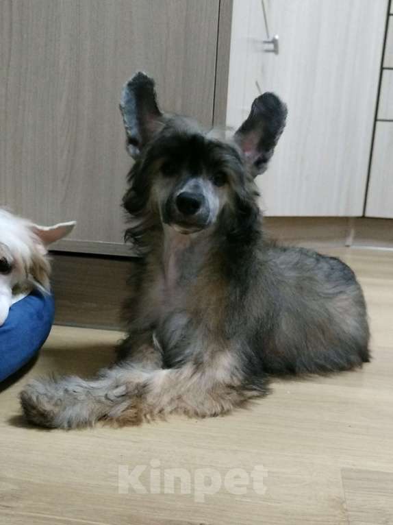 Собаки в Санкт-Петербурге: Пуховые мальчики китайской хохлатой собаки Мальчик, 25 000 руб. - фото 6