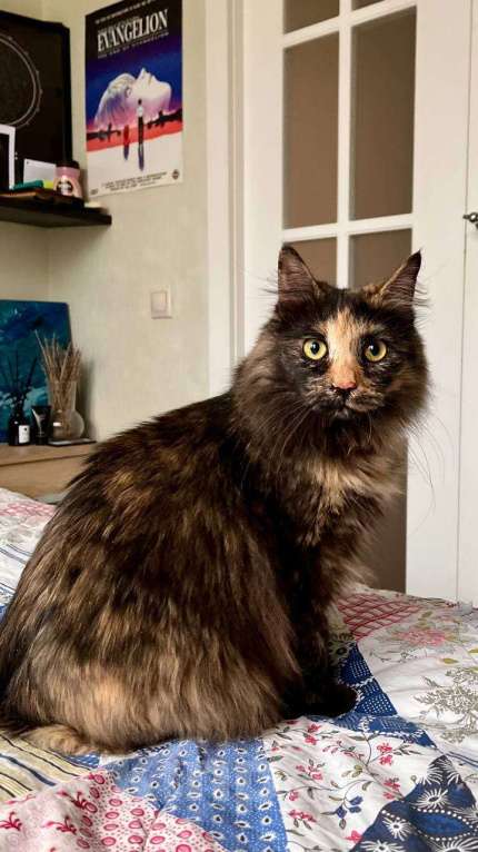 Кошки в Москве: кошка Пестрвшка ищет дом Девочка, Бесплатно - фото 2