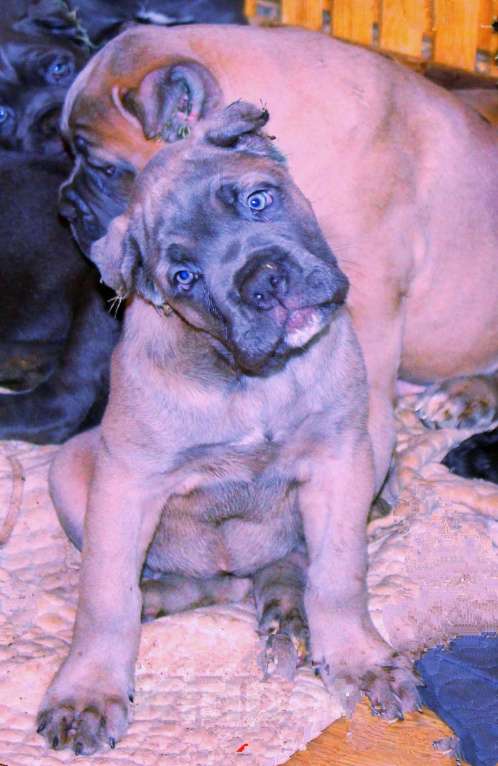 Собаки в Москве: Кане корсо. Мальчик и девочки. Мальчик, 70 000 руб. - фото 2