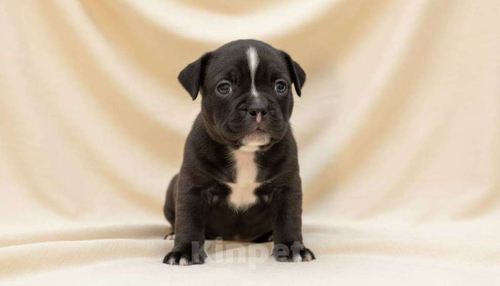 Собаки в Волжском: Французский бульдог щенки Мальчик, Бесплатно - фото 6