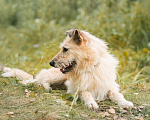 Собаки в Москве: Любителям сладкого посвящается. Бисквит в поисках дома Мальчик, Бесплатно - фото 5