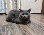Кошки в Кингисеппе: Вязка Шотландец, 500 руб. - фото 1