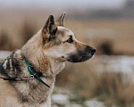 Собаки в Москве: Дрессированная овчарка в добрые руки Девочка, Бесплатно - фото 8