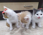 Кошки в Ульяновске: Котята Анатолийской породы ищут дом Мальчик, 200 руб. - фото 6