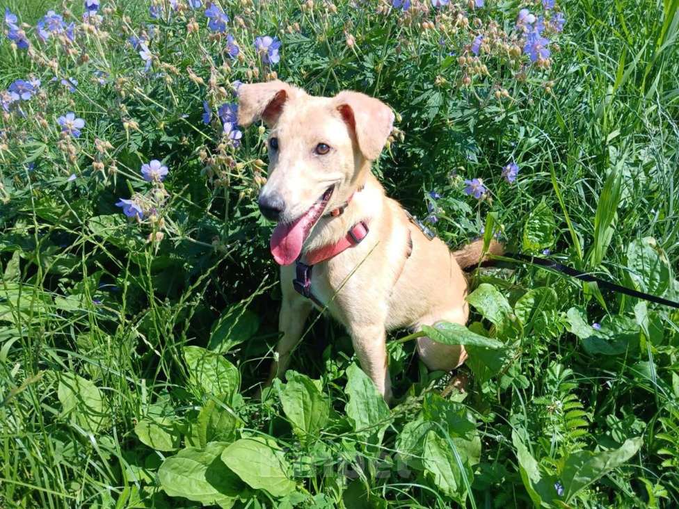 Собаки в Санкт-Петербурге: Две золотые королевишны ищут дом Девочка, Бесплатно - фото 4