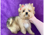 Собаки в Москве: Йорк мини девочка рыжая голубоглазая Девочка, 95 000 руб. - фото 2