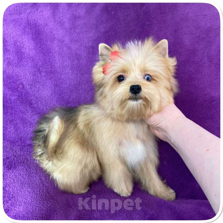 Собаки в Москве: Йорк мини девочка рыжая голубоглазая Девочка, 95 000 руб. - фото 2