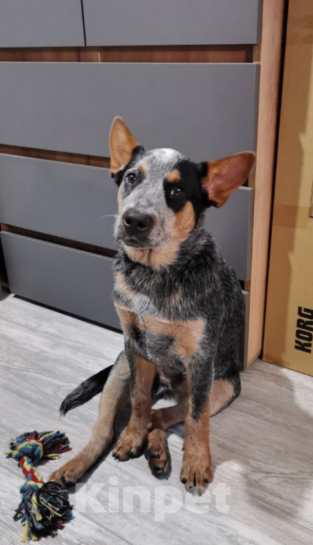 Собаки в Санкт-Петербурге: Пропал пёсель, помоги найти. 🥺 Мальчик, Бесплатно - фото 1