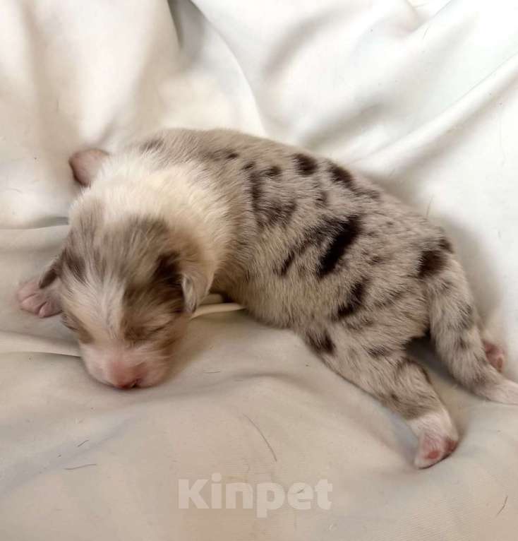 Собаки в других городах Новосибирской области: Щенки австралийской овчарки Мальчик, Бесплатно - фото 2