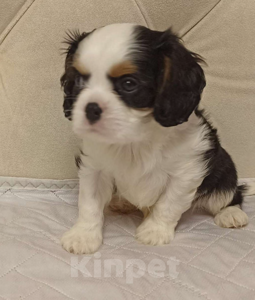 Собаки в Екатеринбурге: Кавалер чики  Мальчик, Бесплатно - фото 2