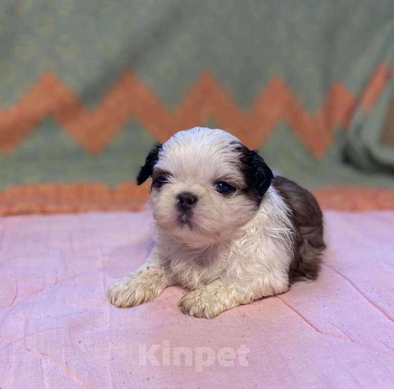 Собаки в Санкт-Петербурге: Обаятельная девочка ши тцу  Девочка, 40 000 руб. - фото 9