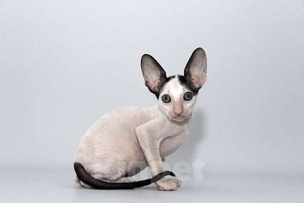 Кошки в Москве: Котик черный ван Лукас Мальчик, 70 000 руб. - фото 6