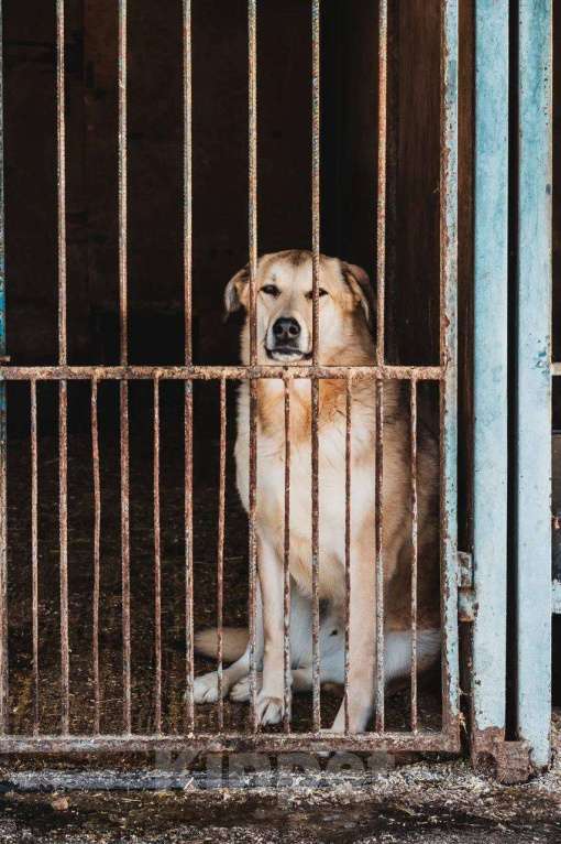 Собаки в Москве: Аргос ищет дом  Мальчик, Бесплатно - фото 5