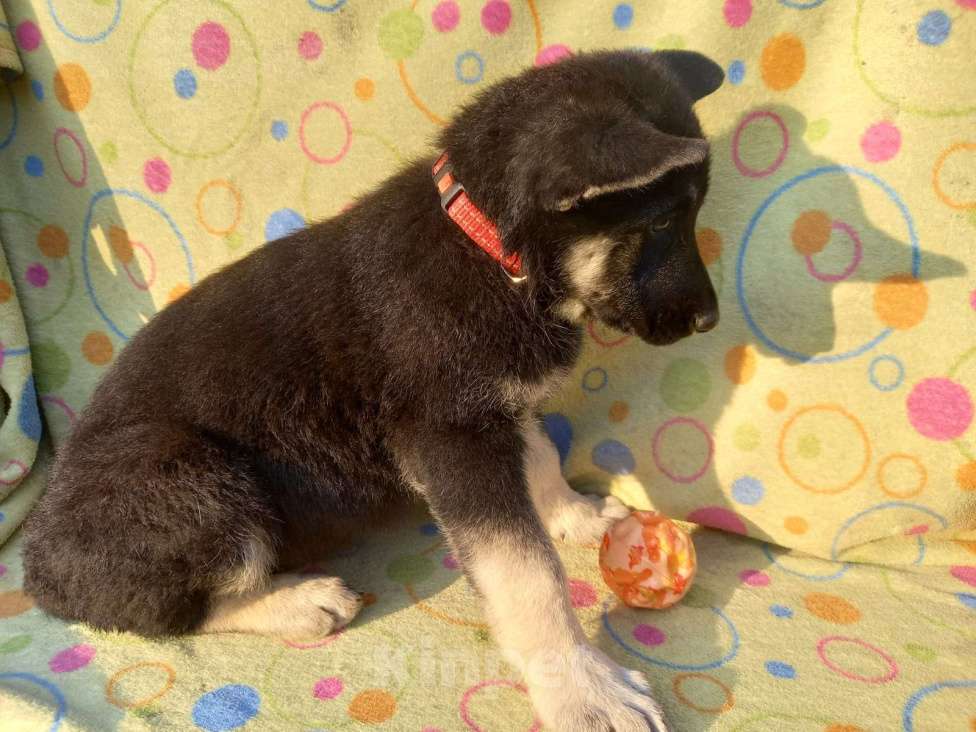 Собаки в других городах Крыма: Вента Девочка, 25 000 руб. - фото 4