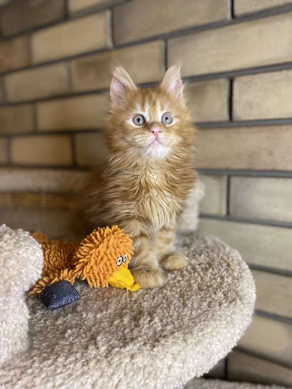 Кошки в Москве: Мейн кун котята Мальчик, 50 000 руб. - фото 1