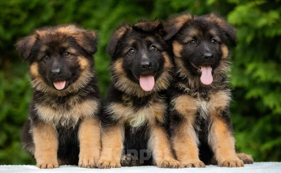 Собаки в других городах Московской области: Щенки длинношёрстной немецкой овчарки Мальчик, 60 000 руб. - фото 4