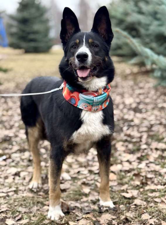 Собаки в Москве: Тимофей ищет дом Мальчик, Бесплатно - фото 7