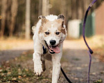 Собаки в Москве: Пушистый белый красавец пёс Альф в дар Мальчик, 1 руб. - фото 3