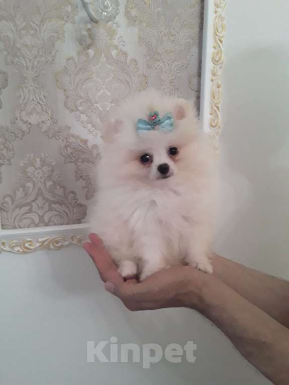 Собаки в Тольятти: Мини шпицы  Мальчик, 25 000 руб. - фото 3