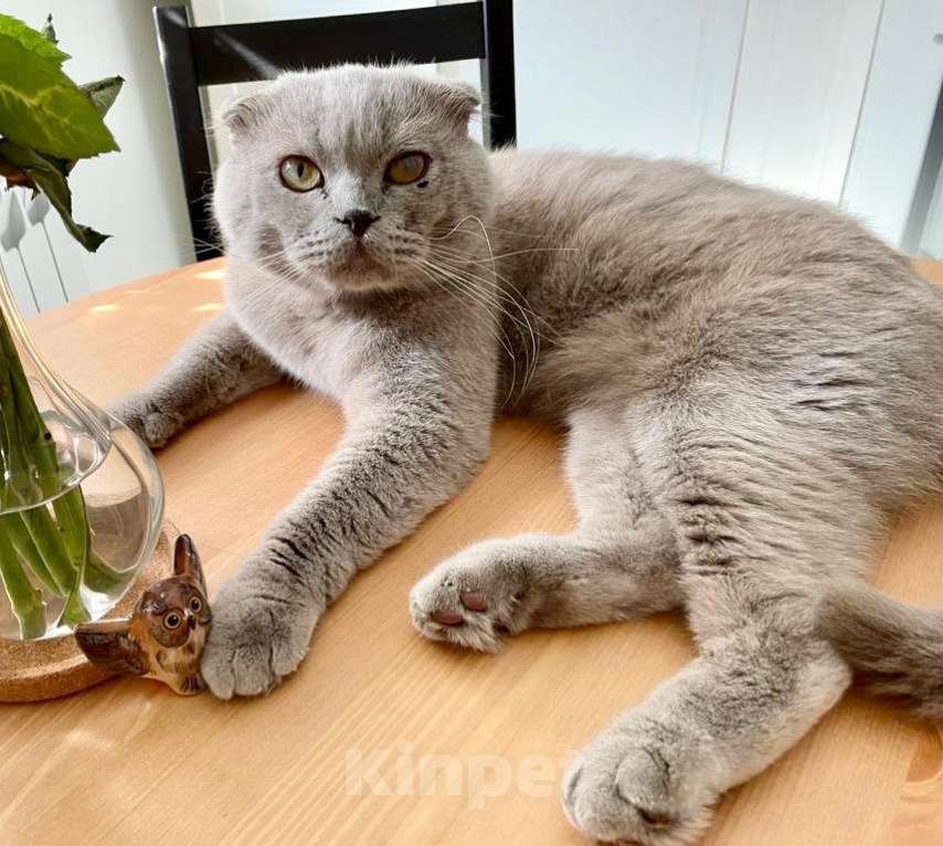 Кошки в Москве: Кот Хью британский красавец в дар. Мальчик, Бесплатно - фото 1
