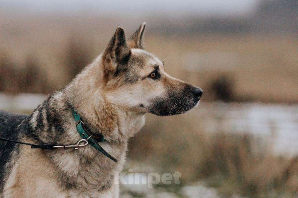 Собаки в Москве: Дрессированная овчарка в добрые руки Девочка, Бесплатно - фото 8