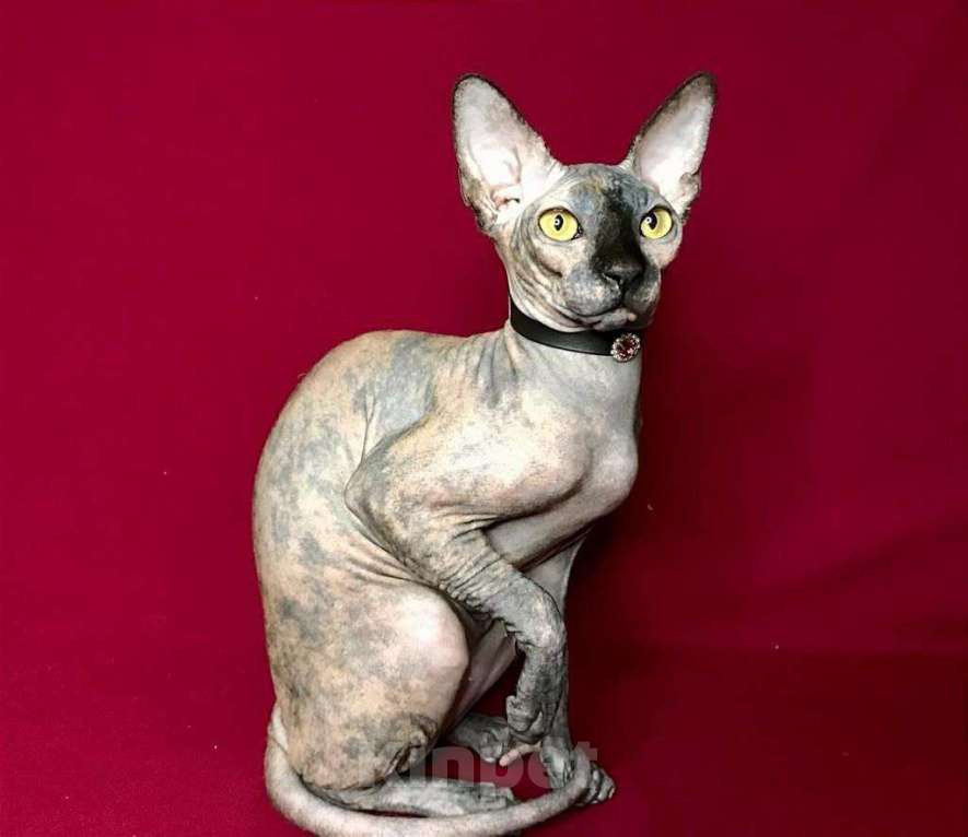 Кошки в Москве: Котенок породы сфинкс продается Девочка, 15 000 руб. - фото 1