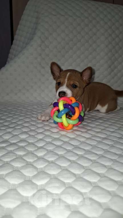 Собаки в Краснокамске: Продажа щенков. Мальчик, Бесплатно - фото 1