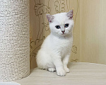 Кошки в Нижнем Новгороде: Британские котята(девочки) Девочка, Бесплатно - фото 5